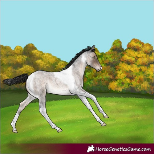 Horse Color:Brown Roan Dun Mushroom Tobiano 