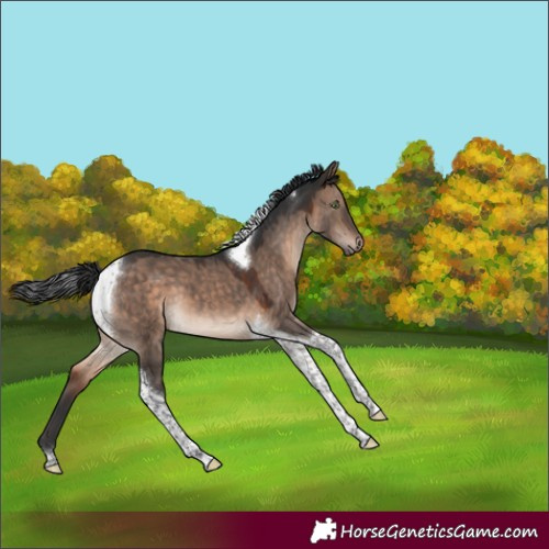 Horse Color:Brown Dun Mushroom Tobiano