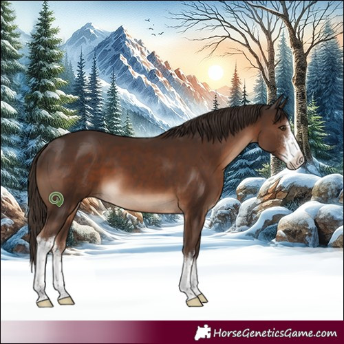 Horse Color:White Spotted Liver Chestnut 