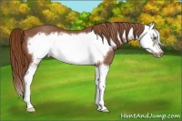 Horse Color:Chestnut Splash Frame