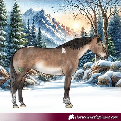 Horse Color:Brown Dun Tobiano