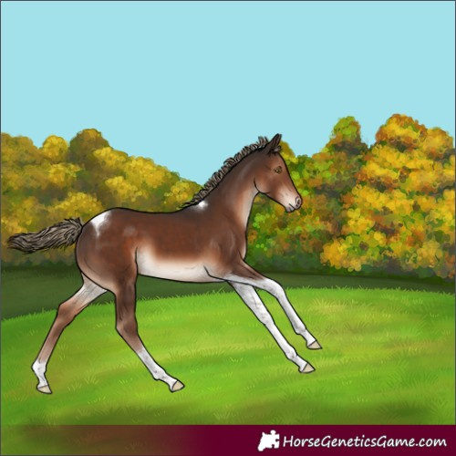 Horse Color:Liver Chestnut Tobiano 