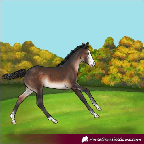 Horse Color:Brown Sabino