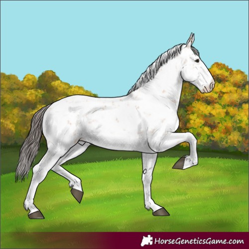 Horse Color:Bay Sabino 