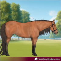 Horse Color:Bay 