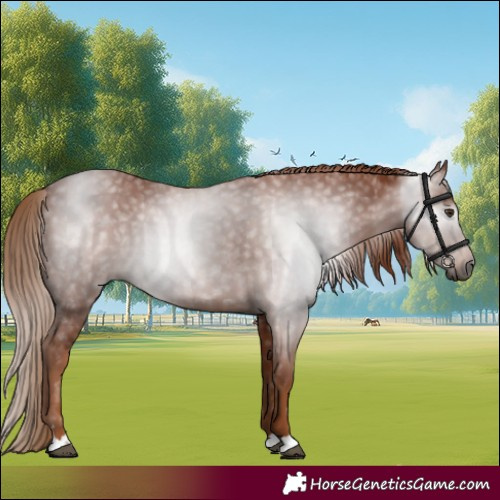 Horse Color:Gray Chestnut