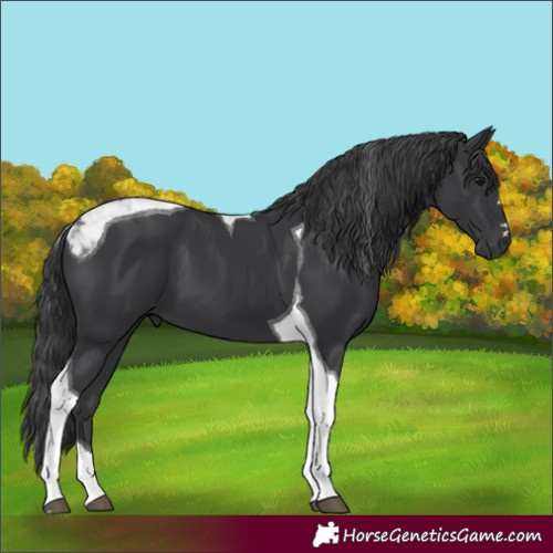 Horse Color:Black Tobiano 