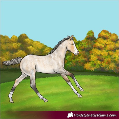 Horse Color:White Spotted Silver Buckskin Roan Dun Splash Rabicano