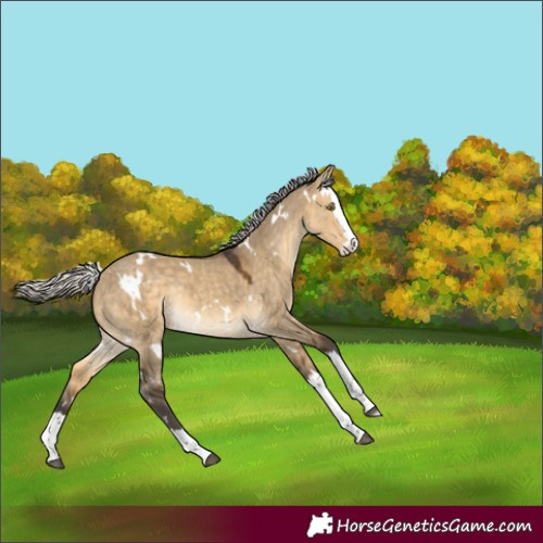 Horse Color:White Spotted Silver Buckskin Dun Splash Rabicano