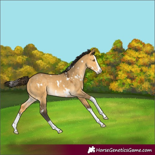 Horse Color:White Spotted Buckskin Dun Splash Rabicano 