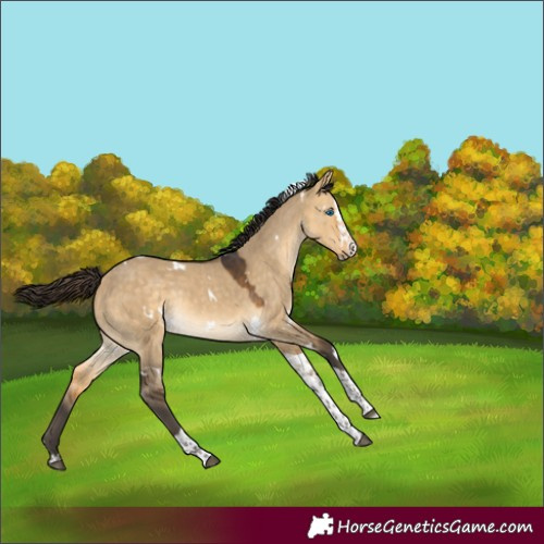 Horse Color:White Spotted Buckskin Dun Splash Tobiano Rabicano