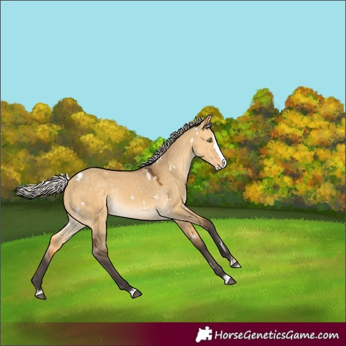 Horse Color:White Spotted Silver Buckskin Dun Splash Rabicano 