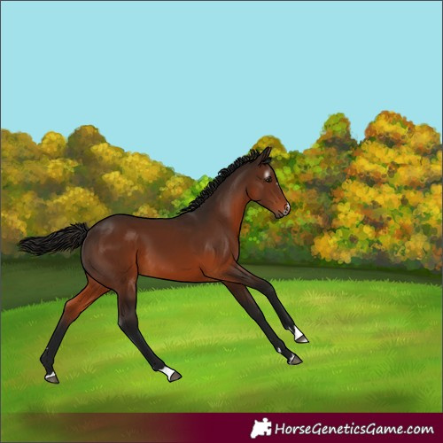 Horse Color:Gray Bay 