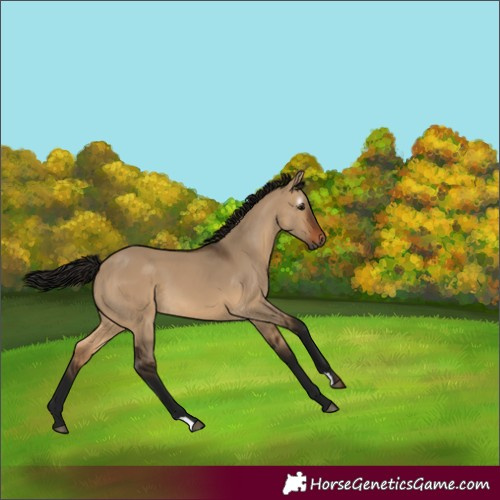 Horse Color:Gray Bay Dun 
