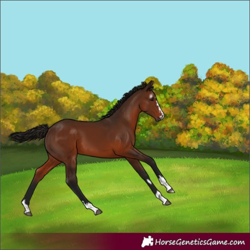 Horse Color:Gray Bay 