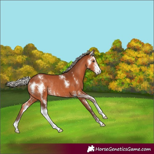 Horse Color:Silver Bay Sabino Rabicano 