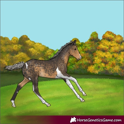 Horse Color:Silver Smoky Black Tobiano Rabicano 