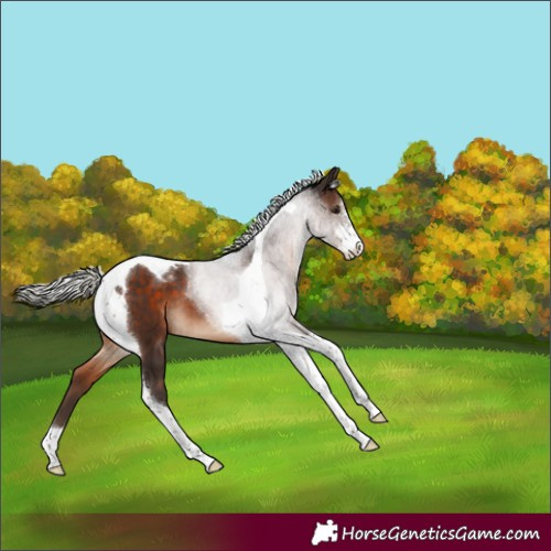 Horse Color:Silver Brown Sabino Tobiano