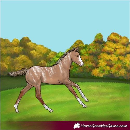 Horse Color:Powder White Red Dun
