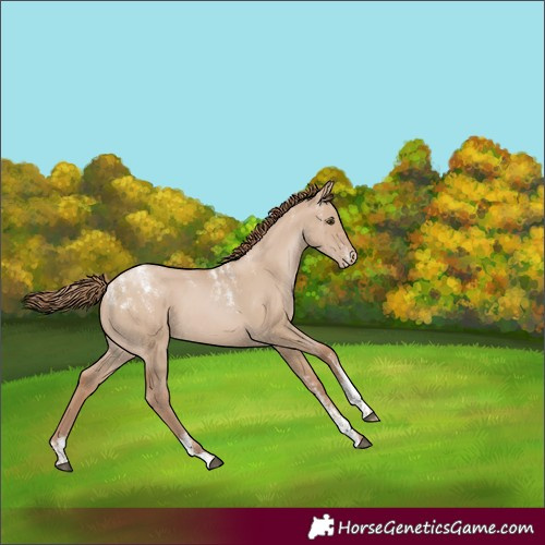 Horse Color:Powder White Grullo Pearl Rabicano