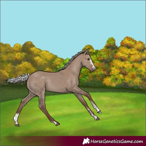 Horse Color:Silver Grullo Sabino Rabicano