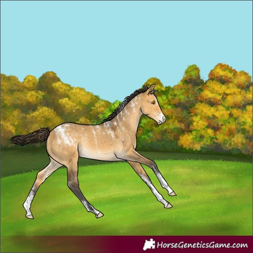 Horse Color:Powder White Buckskin Dun 