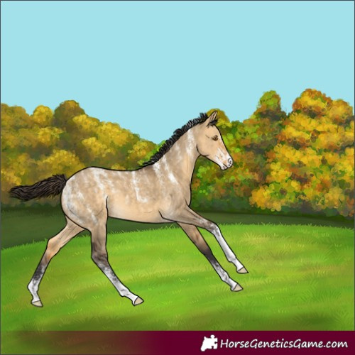 Horse Color:Powder White Buckskin Dun 