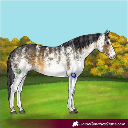 Horse Color:White Spotted Buckskin 