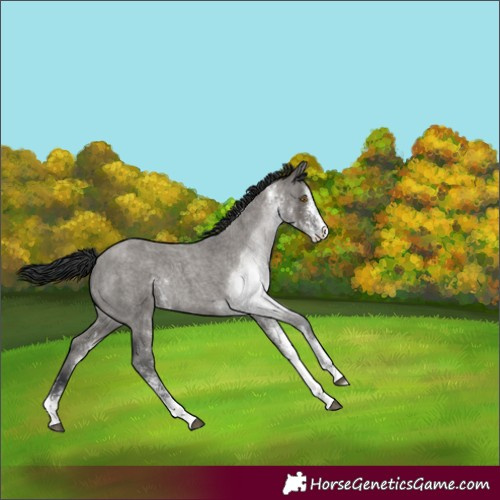 Horse Color:White Spotted Grullo Roan Rabicano