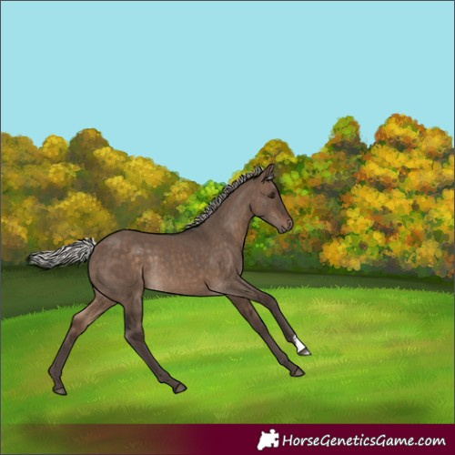 Horse Color:Silver Brown Dun Rabicano