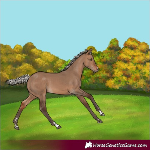Horse Color:Silver Brown Dun