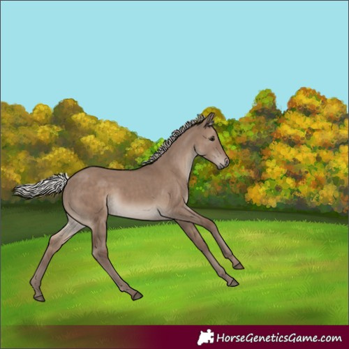 Horse Color:Silver Grullo Rabicano 