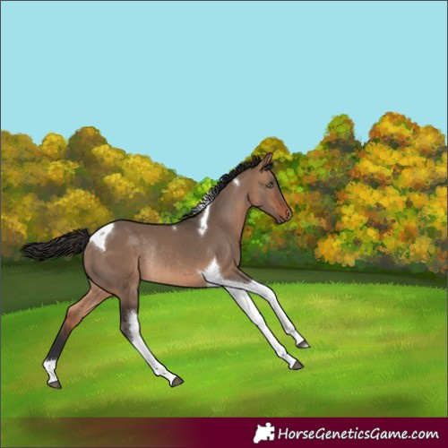 Horse Color:Bay Dun Tobiano Rabicano 