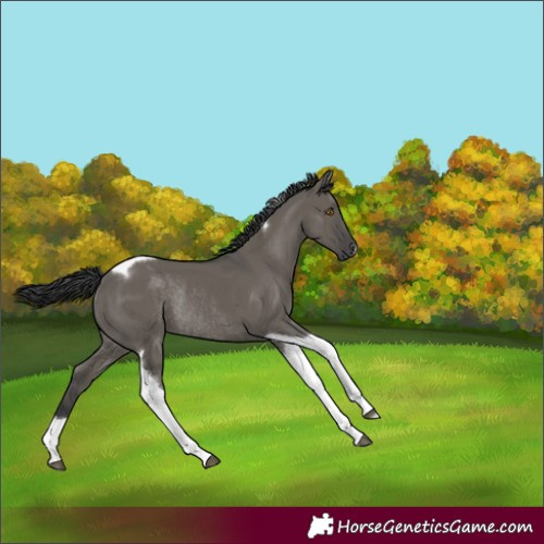 Horse Color:Grullo Tobiano Rabicano 