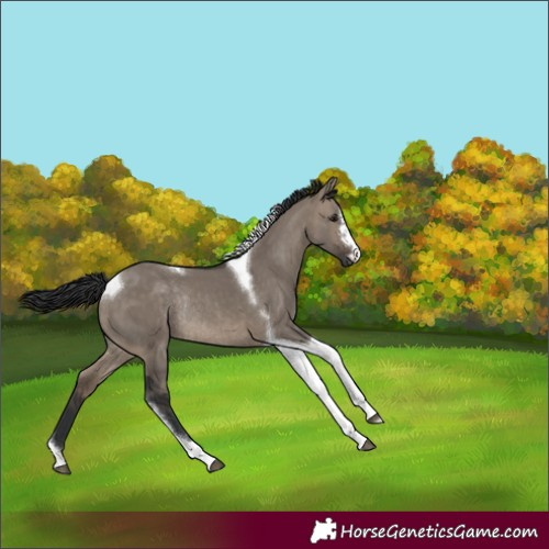 Horse Color:Brown Dun Tobiano Rabicano 