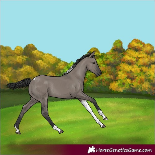 Horse Color:Grullo Tobiano Rabicano