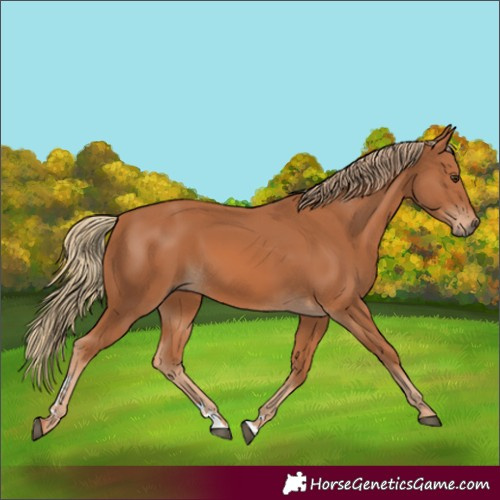 Horse Color:Unknown 