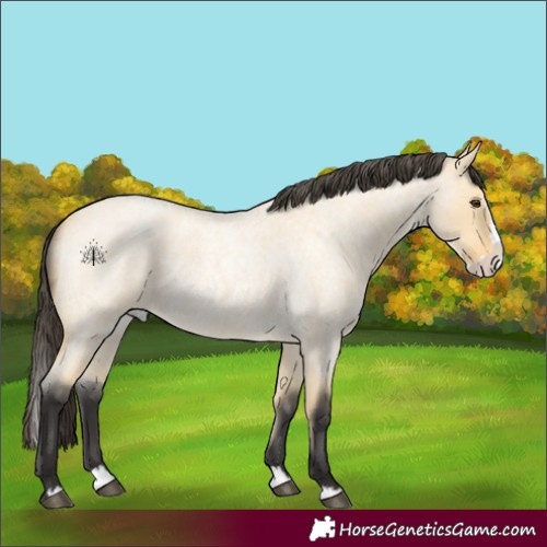 Horse Color:Buckskin Roan Dun Splash 