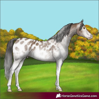 Horse Color:Gray White Spotted Classic Champagne Appaloosa 