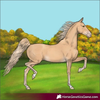 Horse Color:Gold Champagne