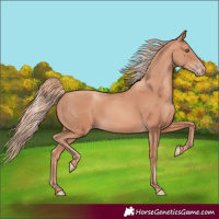 Horse Color:Gold Champagne