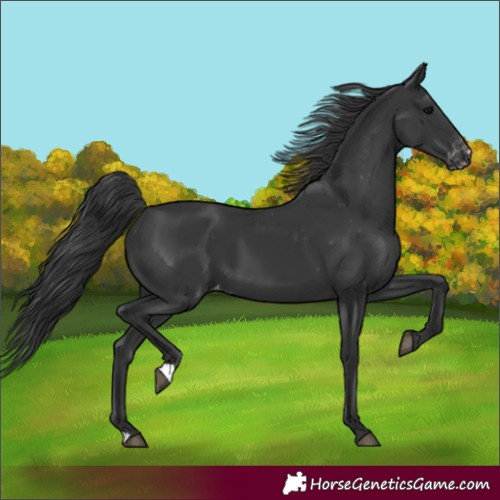 Horse Color:Black Appaloosa 