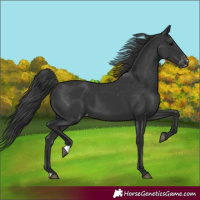 Horse Color:Black Appaloosa