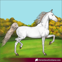 Horse Color:Red Roan Near Fewspot 