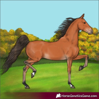 Horse Color:Bay 