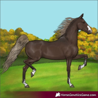 Horse Color:Liver Chestnut 