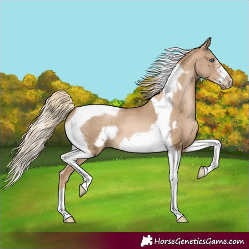 Horse Color:Chocolate Palomino Pearl Tobiano Frame 