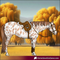 Horse Color:Amber Champagne Near Leopard and Gold Champagne Near Leopard