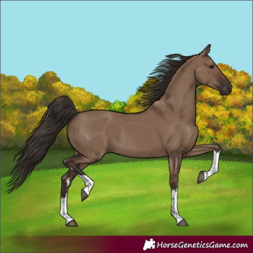Horse Color:White Spotted Liver Red Dun 
