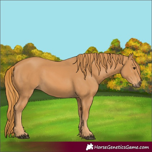 Horse Color:Chestnut 